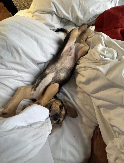 Patrick belly up